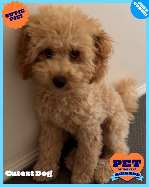 Daisy | RSPCA Pet of the Year Awards 2026 | Australia's Biggest Pet ...