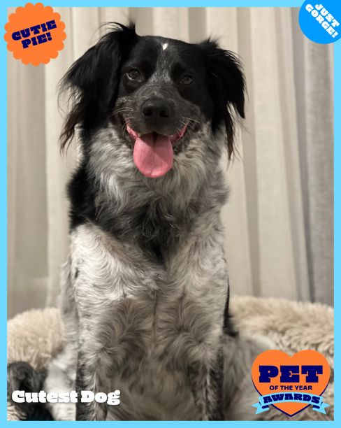 Daisy | RSPCA Pet of the Year Awards 2026 | Australia's Biggest Pet ...