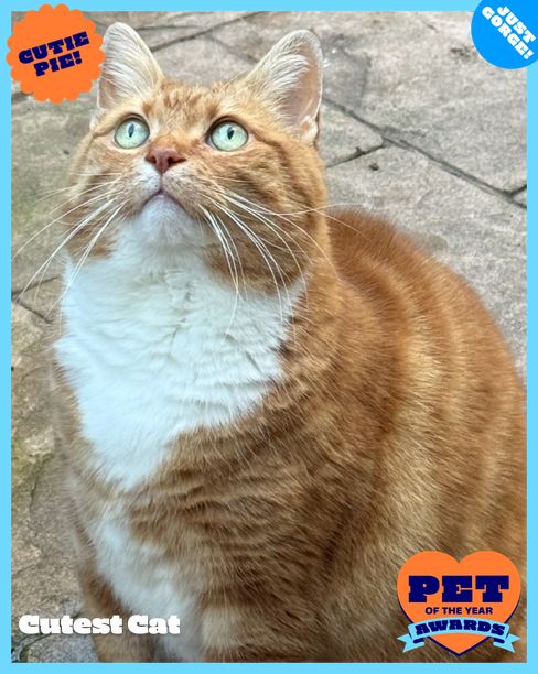 Pumpkin | RSPCA Pet of the Year Awards 2026 | Australia's Biggest Pet ...