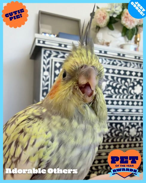Lady Queak | RSPCA Pet of the Year Awards 2026 | Australia's Biggest ...