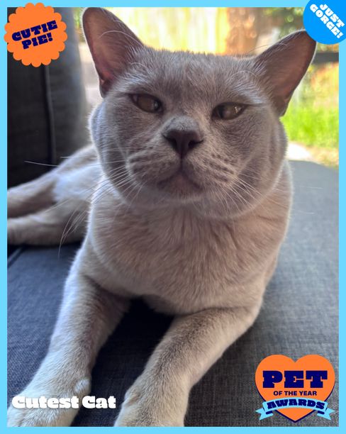 Toot | RSPCA Pet of the Year Awards 2026 | Australia's Biggest Pet ...