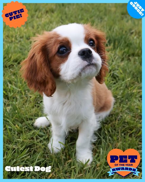 Remy | RSPCA Pet of the Year Awards 2026 | Australia's Biggest Pet ...